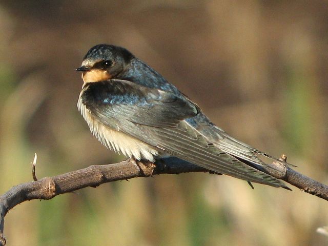 Barn Swallows and Tree Swallow